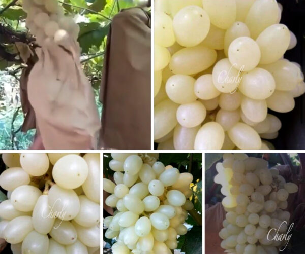 White grape...   Concentration of fragrance. French wine varieties .free shipping - Image 3