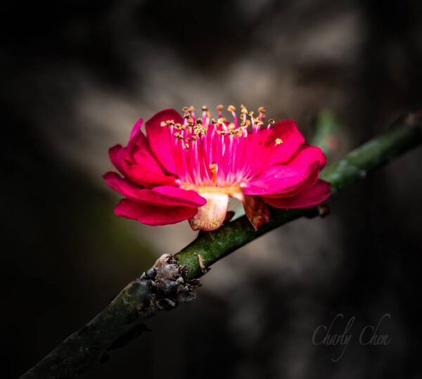 Red Plum Blossom.... Prunus mume 'Hokkai Bungo' - Image 6