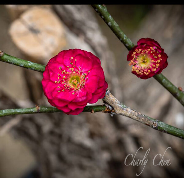 Red Plum Blossom.... Prunus mume 'Hokkai Bungo' - Image 5
