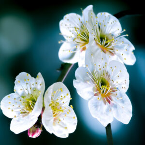 Plum Blossom  (White)