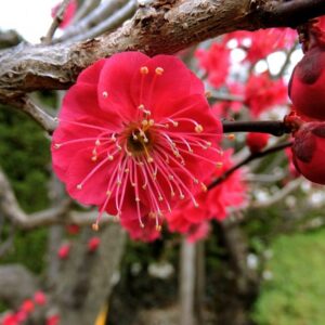 Red Plum Blossom.... Prunus mume 'Hokkai Bungo'