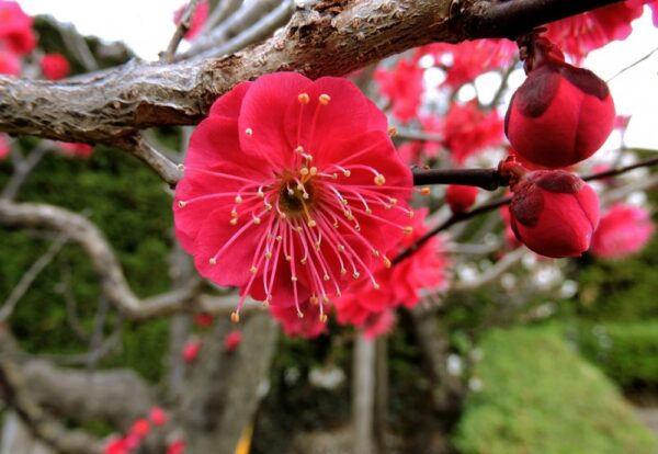 Red Plum Blossom.... Prunus mume 'Hokkai Bungo'