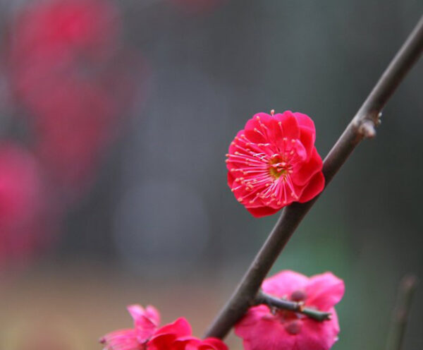 Red Plum Blossom.... Prunus mume 'Hokkai Bungo' - Image 4