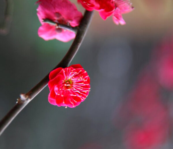 Red Plum Blossom.... Prunus mume 'Hokkai Bungo' - Image 2