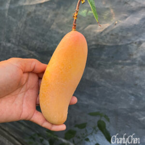 Maha Chanok mango