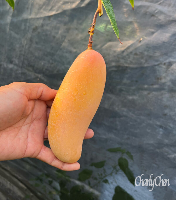 Maha Chanok mango