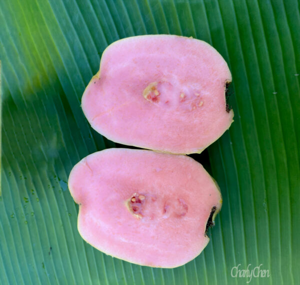 Tatwan Ruby Guava.  free shipping - Image 2