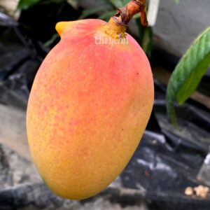 Pickering mango