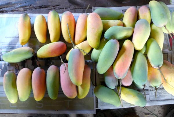 Maha Chanok mango - Image 2