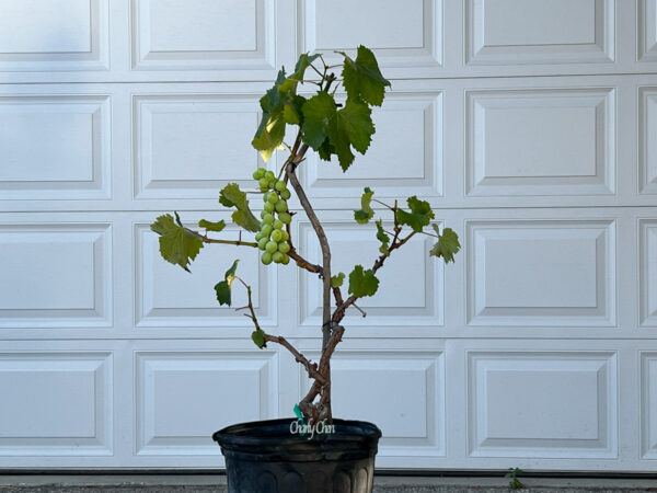 Grape Bonsai.....Kyoho.... - Image 2