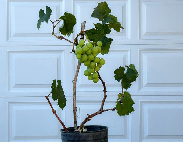 Grape Bonsai.....Kyoho.... - Image 3