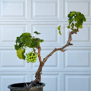 Grape Bonsai.....Kyoho....