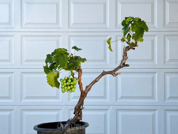 Grape Bonsai.....Kyoho....