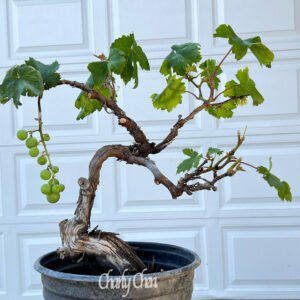 Kyoho Grape Bonsai
