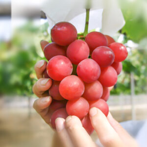 Ruby Roman red grapes. ( Collection. limited production )