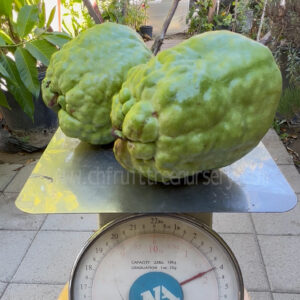 Guava Types - best quality is selected