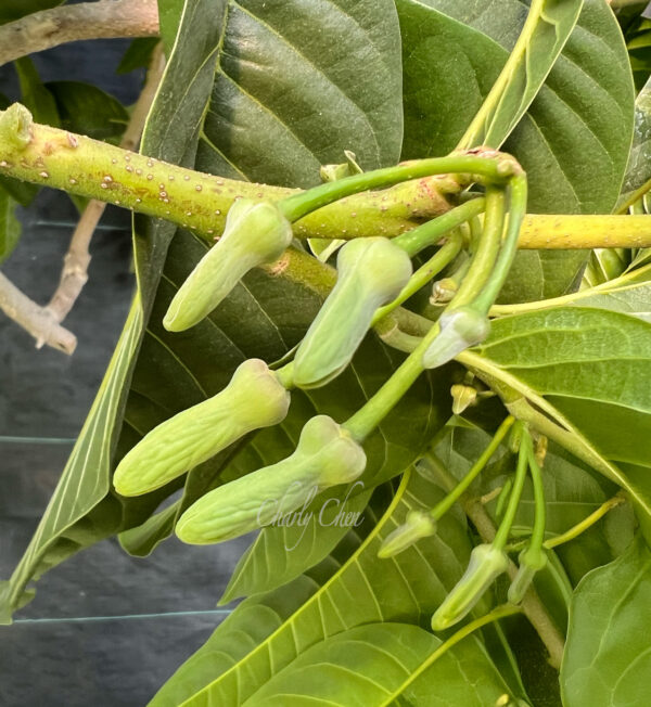 Red Custard Apple (Grafted) free shipping - Image 3