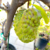 Atemoya  ( AP 2) Juicy, good tasting, No artificial pollination .  free shipping. - Image 4