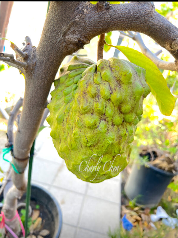 Atemoya  ( AP 2) Juicy, good tasting, No artificial pollination .  free shipping. - Image 4