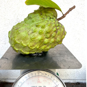 Atemoya  ( AP 2) Juicy, good tasting, No artificial pollination .  free shipping.