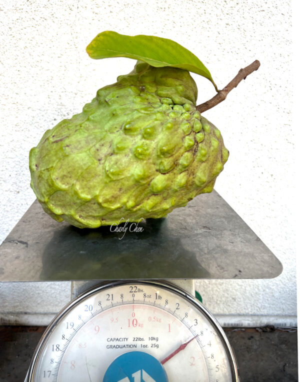 Atemoya  ( AP 2) Juicy, good tasting, No artificial pollination .  free shipping.