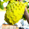 Atemoya  ( AP 2) Juicy, good tasting, No artificial pollination .  free shipping. - Image 3