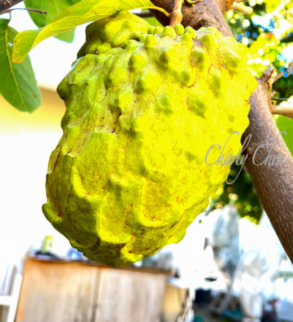 Atemoya  ( AP 2) Juicy, good tasting, No artificial pollination .  free shipping. - Image 3