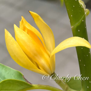 Golden Yellow Michelia Alba   ( free shipping )