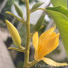 Golden Yellow Michelia Alba   ( free shipping ) - Image 6