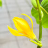 Golden Yellow Michelia Alba   ( free shipping ) - Image 5