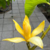 Golden Yellow Michelia Alba   ( free shipping ) - Image 4
