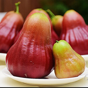 Taiwan Barbie Wax Apple -New varieties- Three times bigger