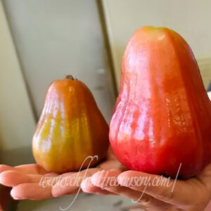 Black gold - wax apple .  crisp , sweet and juicy  <<< free shipping >>>