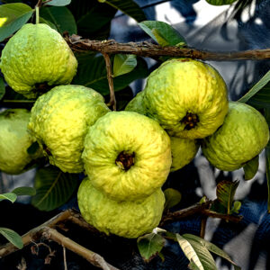 Giant Guava _World largest!