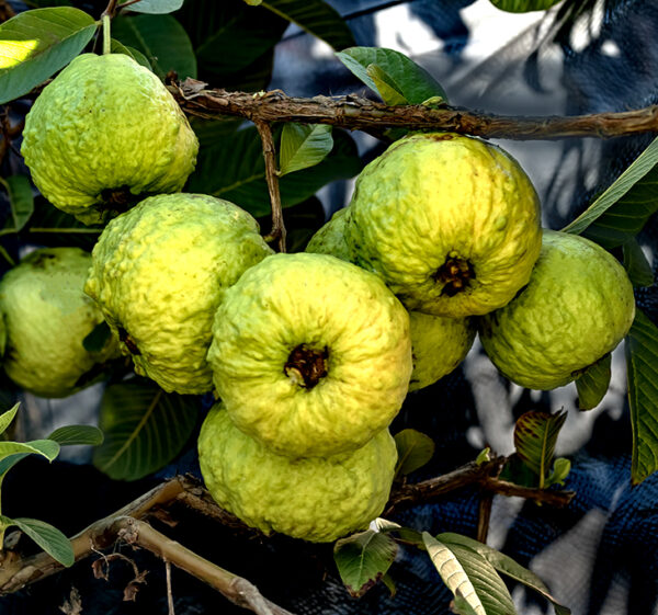 Giant Guava _World largest!