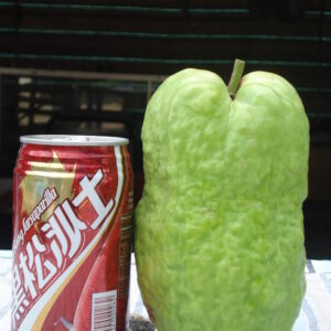 7" Guava ( grafted or air layer)