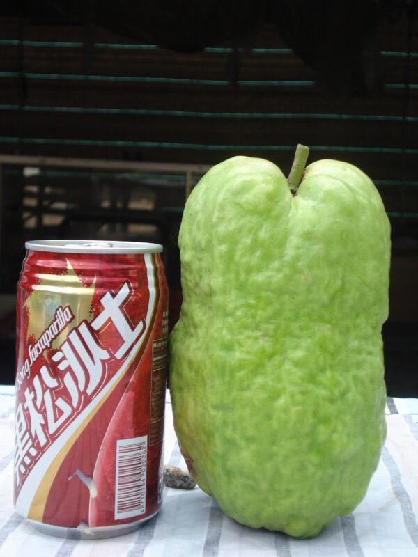 7" Guava ( grafted or air layer)