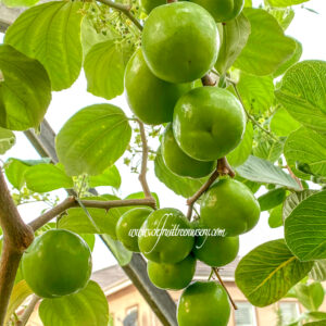 Green Jujube. Taiwan Giant Jujube . Apple jujube (Collection variety)   free shipping