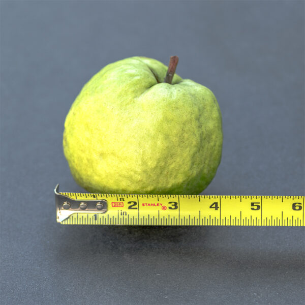 Crystal Guava seedless ( Queen guava , Diamond Guava ) Limited production - free shipping - Image 4