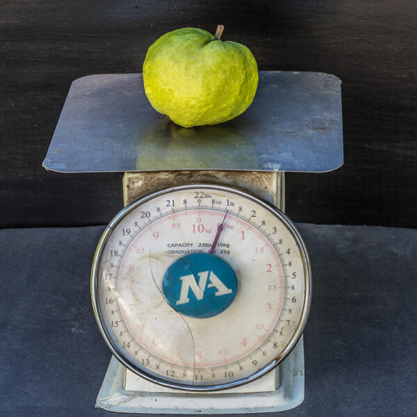 Crystal Guava seedless ( Queen guava , Diamond Guava ) Limited production - free shipping - Image 7