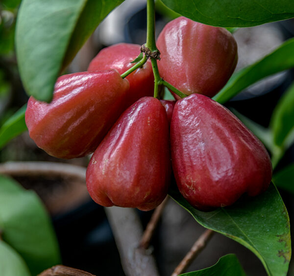 Black gold  jambu <<< free shipping >>> - Image 2