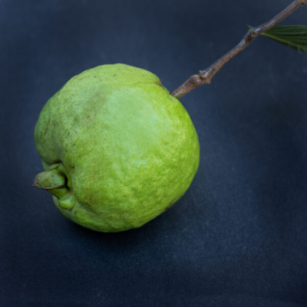 Taiwan Seedless Guava (Apple guava) Limited production . free shipping - Image 8