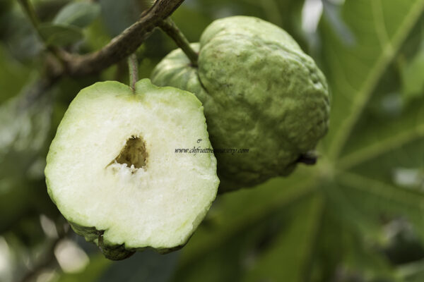 Crystal Guava seedless ( Queen guava , Diamond Guava ) Limited production - free shipping - Image 10