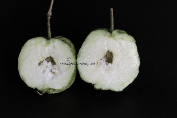 Crystal Guava seedless ( Queen guava , Diamond Guava ) Limited production - free shipping - Image 11