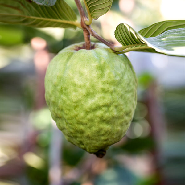 Taiwan Seedless Guava (Apple guava) Limited production . free shipping - Image 6