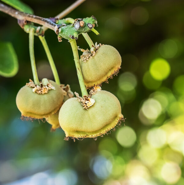 Golden KiWi FRUIT . limited production. - Image 3