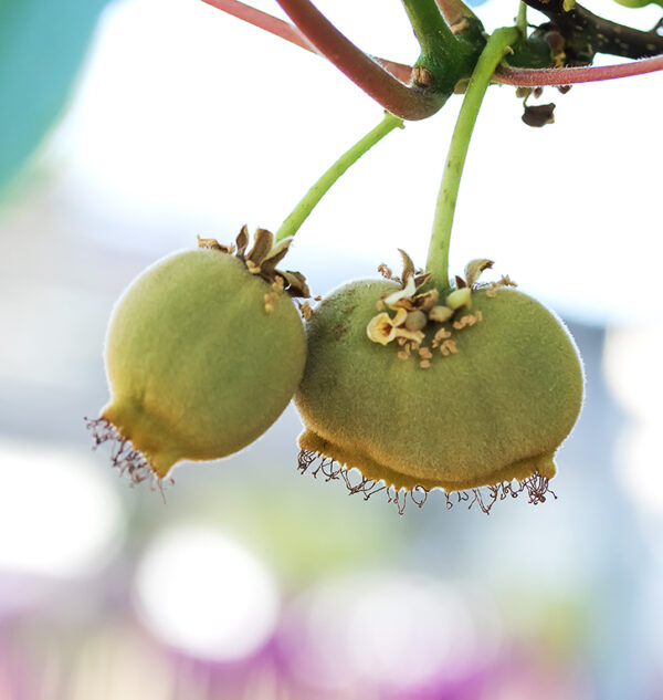 Golden KiWi FRUIT . limited production. - Image 4