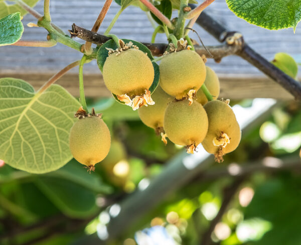 Golden KiWi FRUIT . limited production. - Image 5