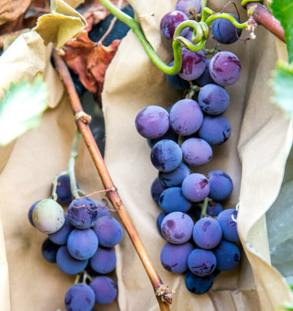 Vitis labruscana vines "Kyoho"    free shipping - Image 6