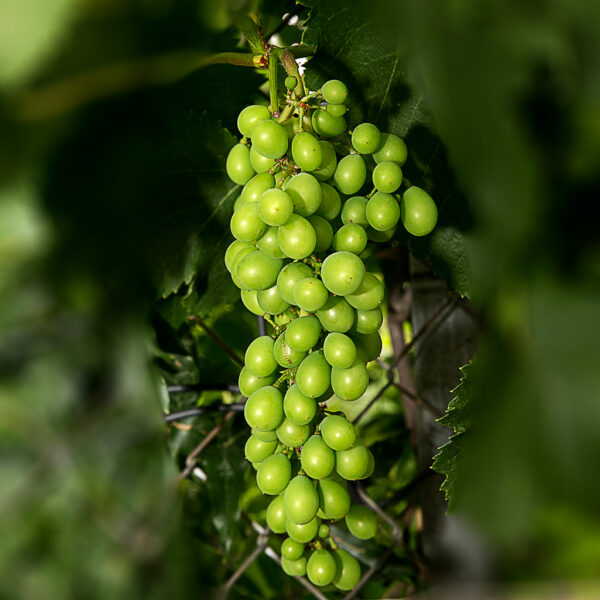 Vitis labruscana vines "Kyoho"    free shipping - Image 5